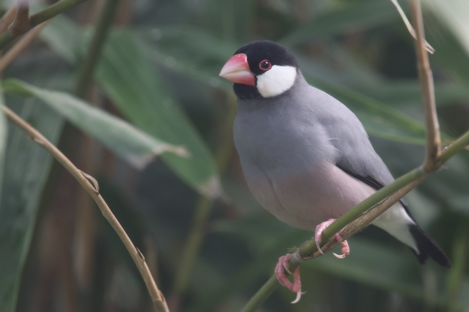 Java Sparrow