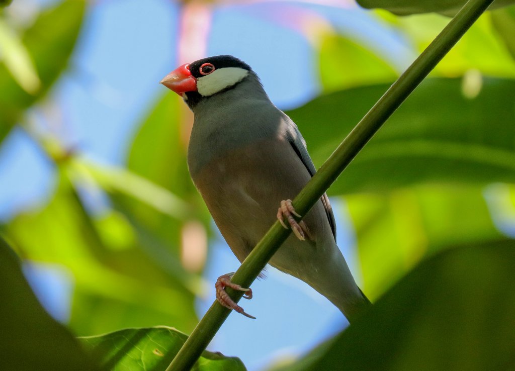 Java Sparrow