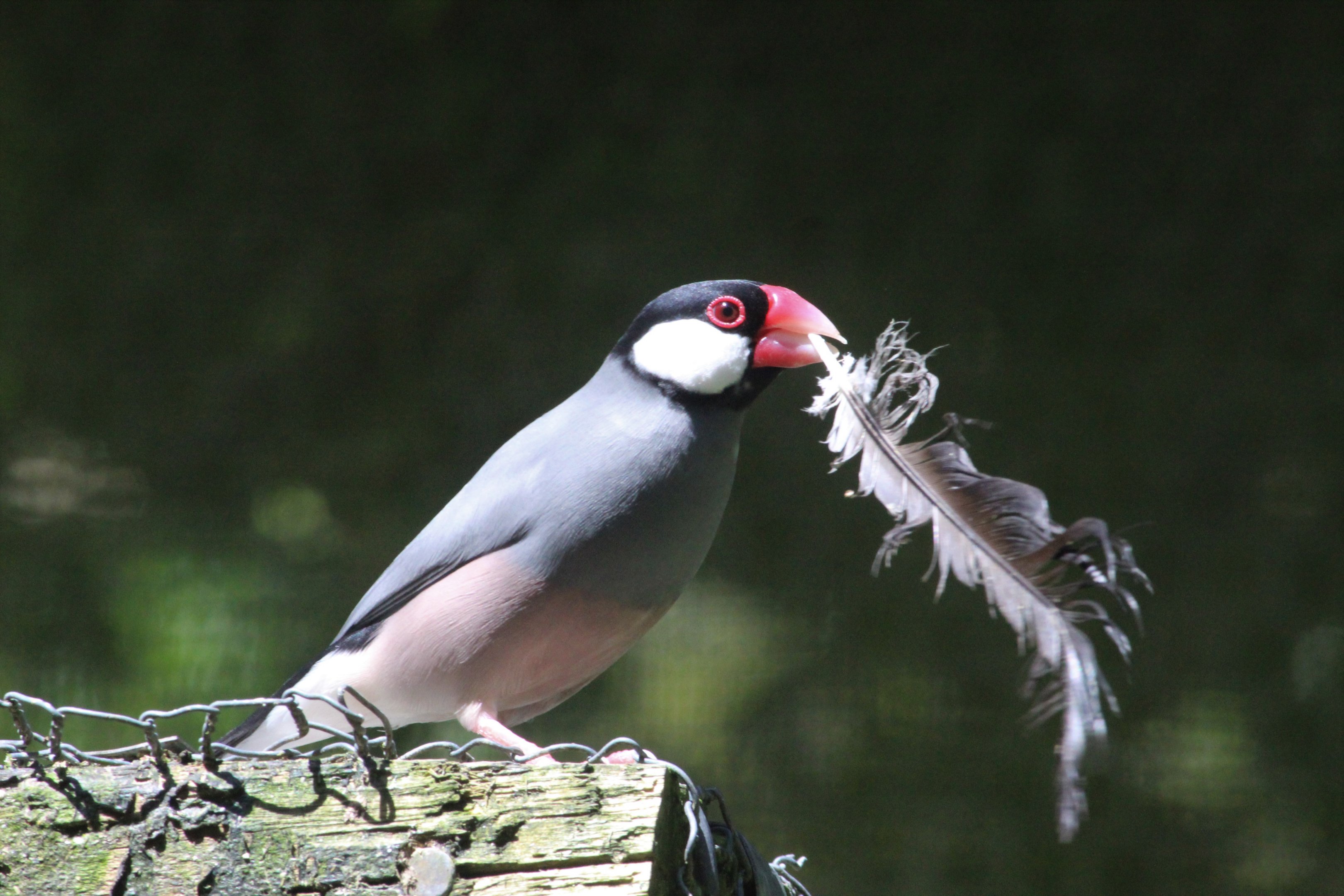 Java Sparrow