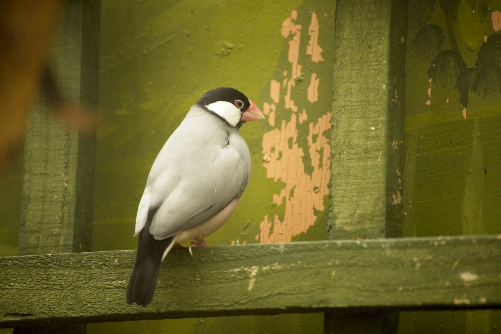 Java Sparrow
