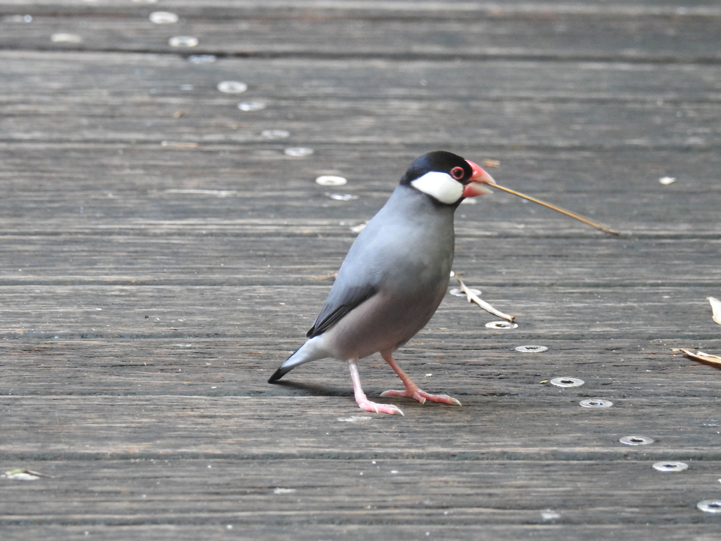 Java Sparrow