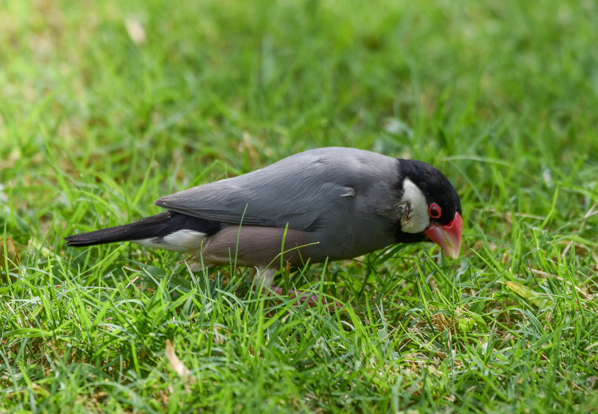 Java Sparrow