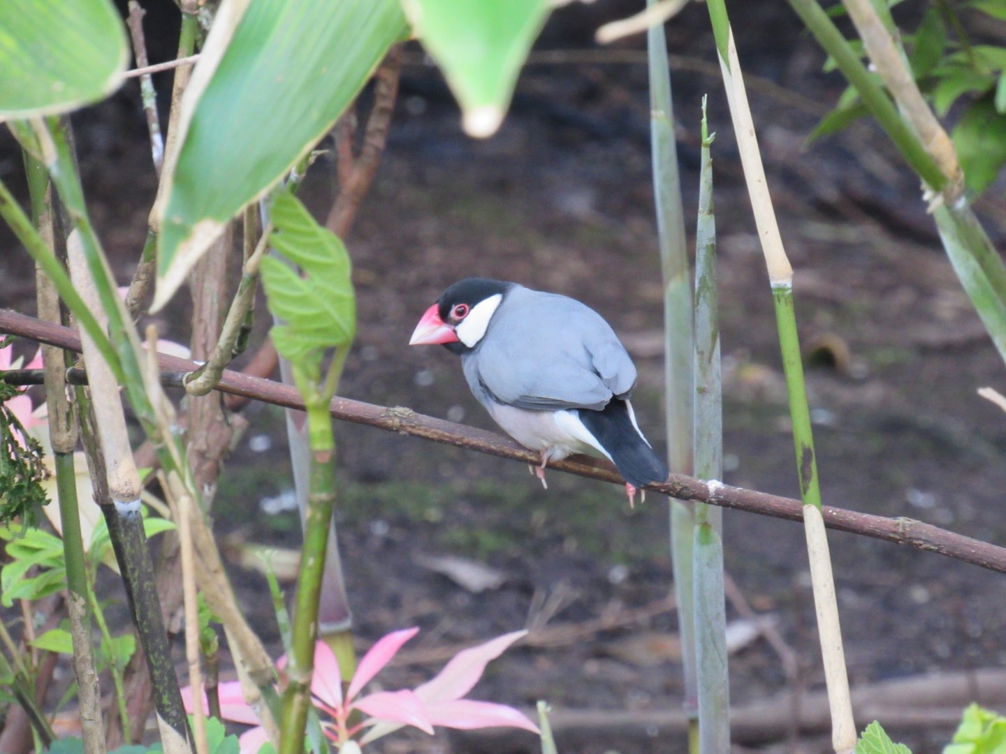Java sparrow