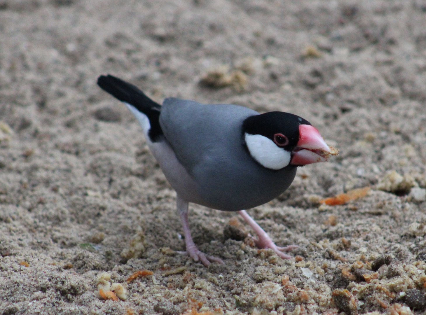 Java sparrow