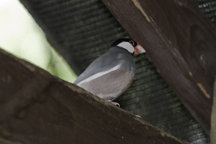 Java Sparrow