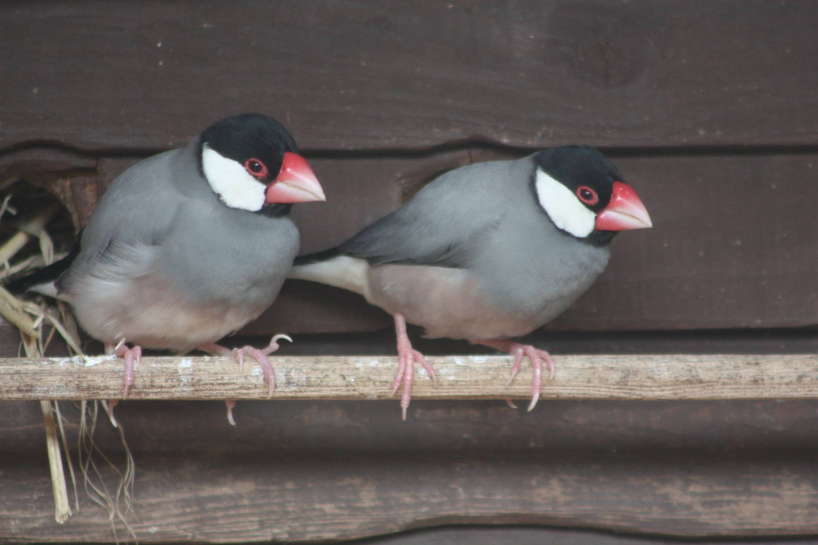 Java Sparrows, 18th May 2014