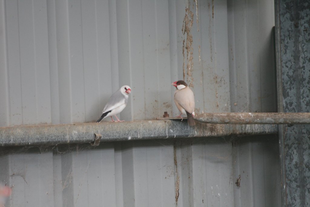 Java Sparrows, colour mutations