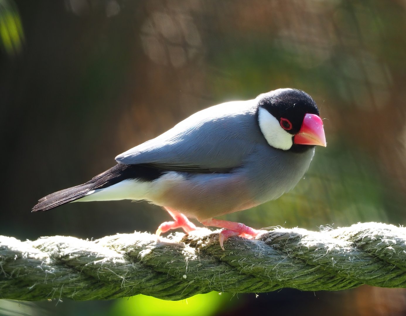 Java sparrows (Padda oryzivora), 2023-04-30