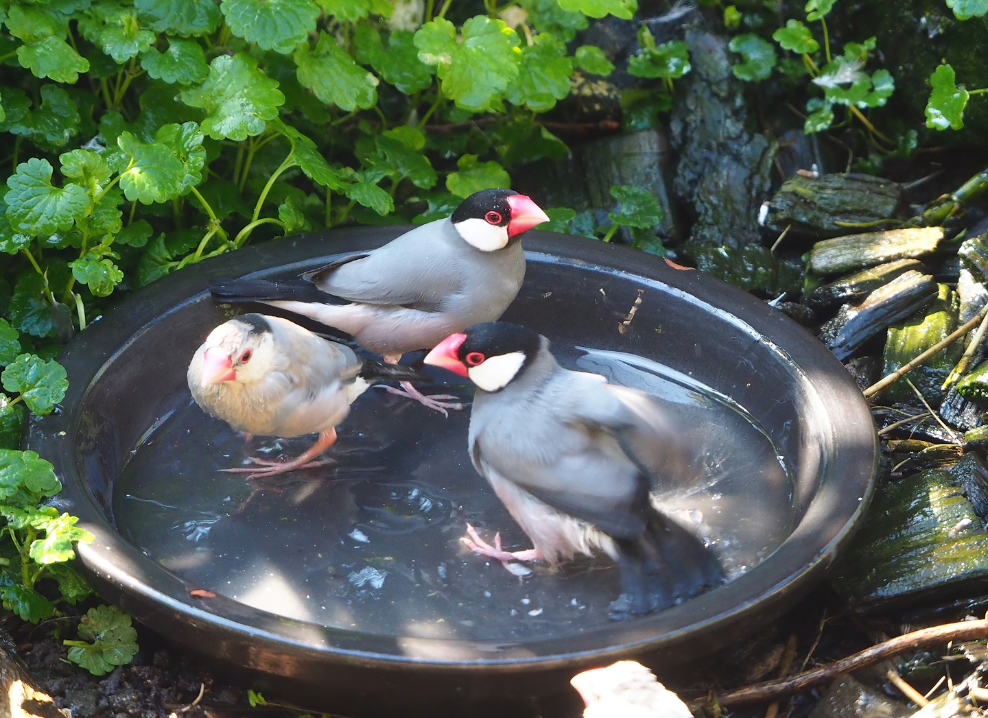Java sparrows (Padda oryzivora) bathing, 2023-04-30