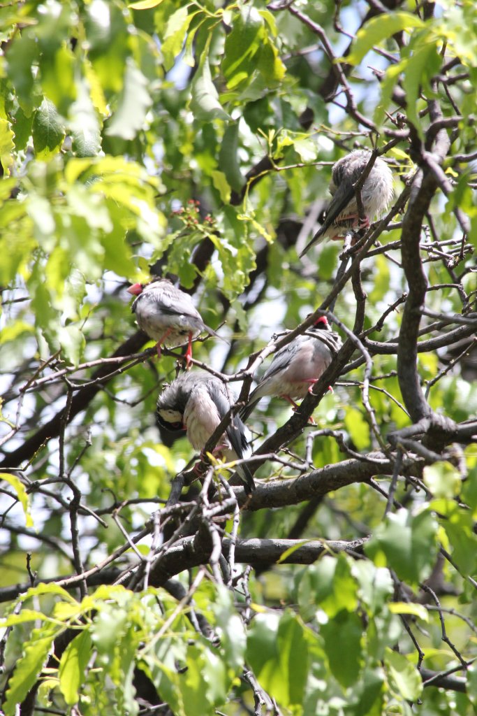 Java Sparrows (wild)