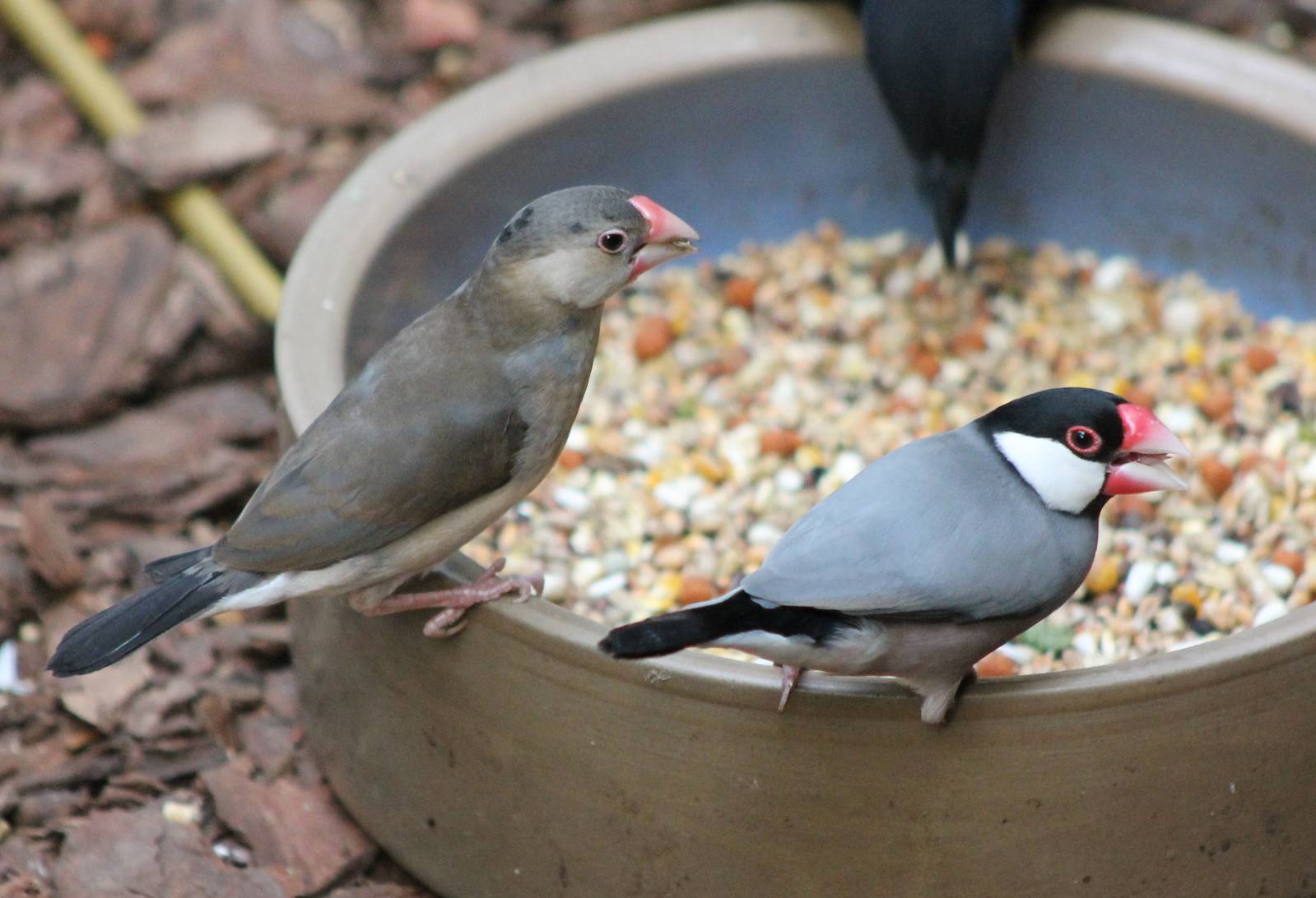 Java sparrows