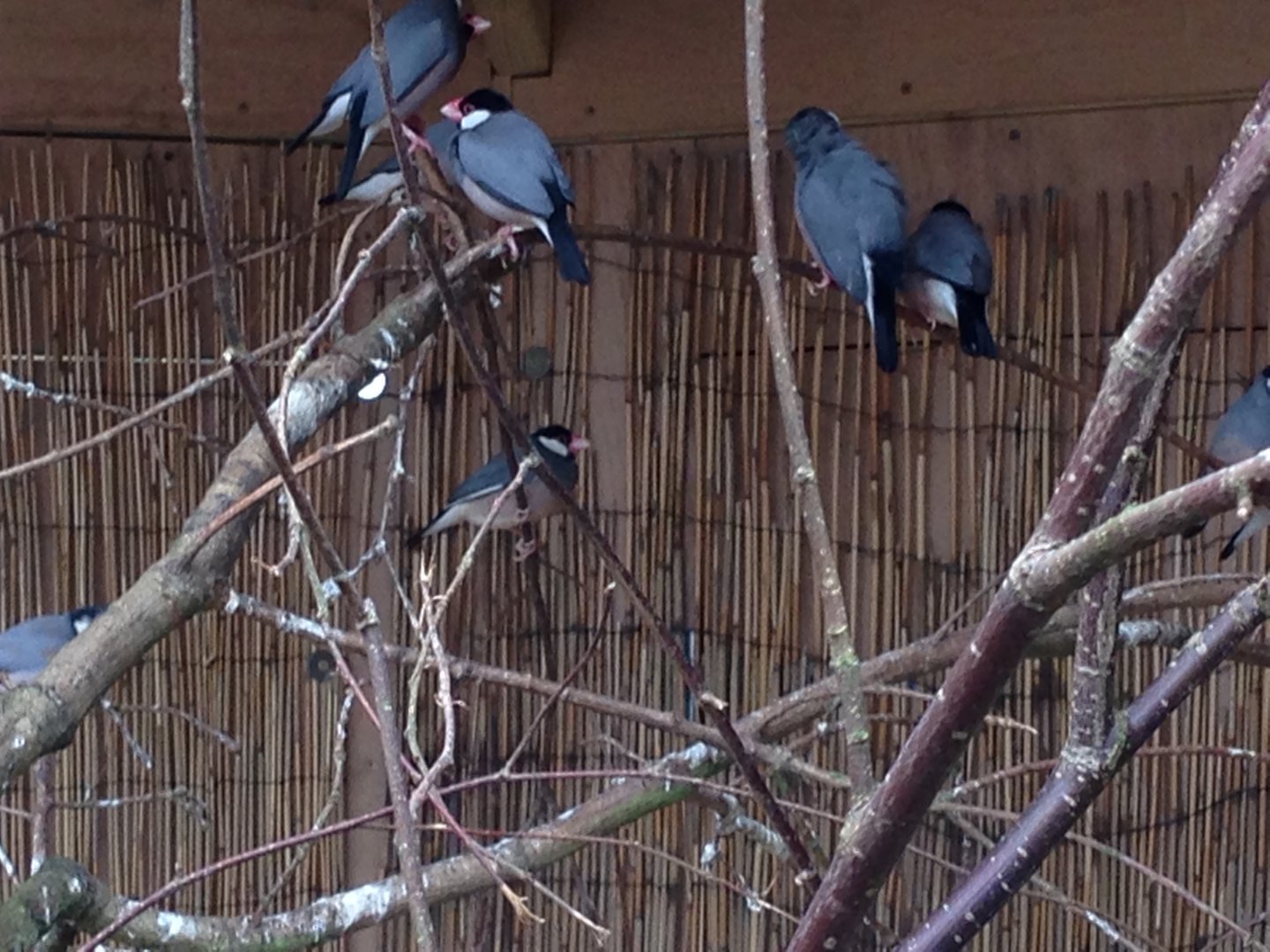 Java Sparrows