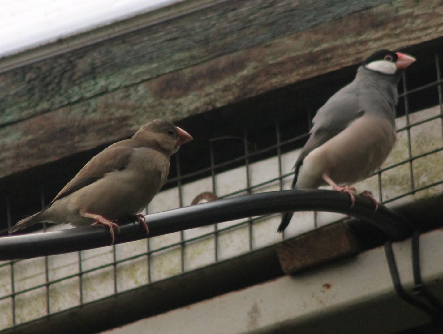 Java sparrows
