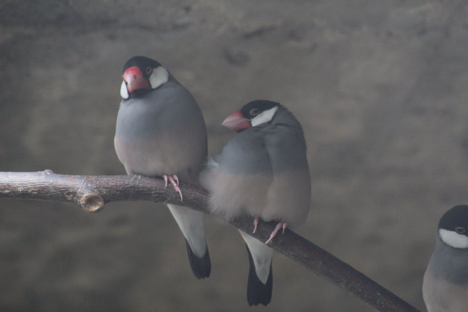Java Sparrows