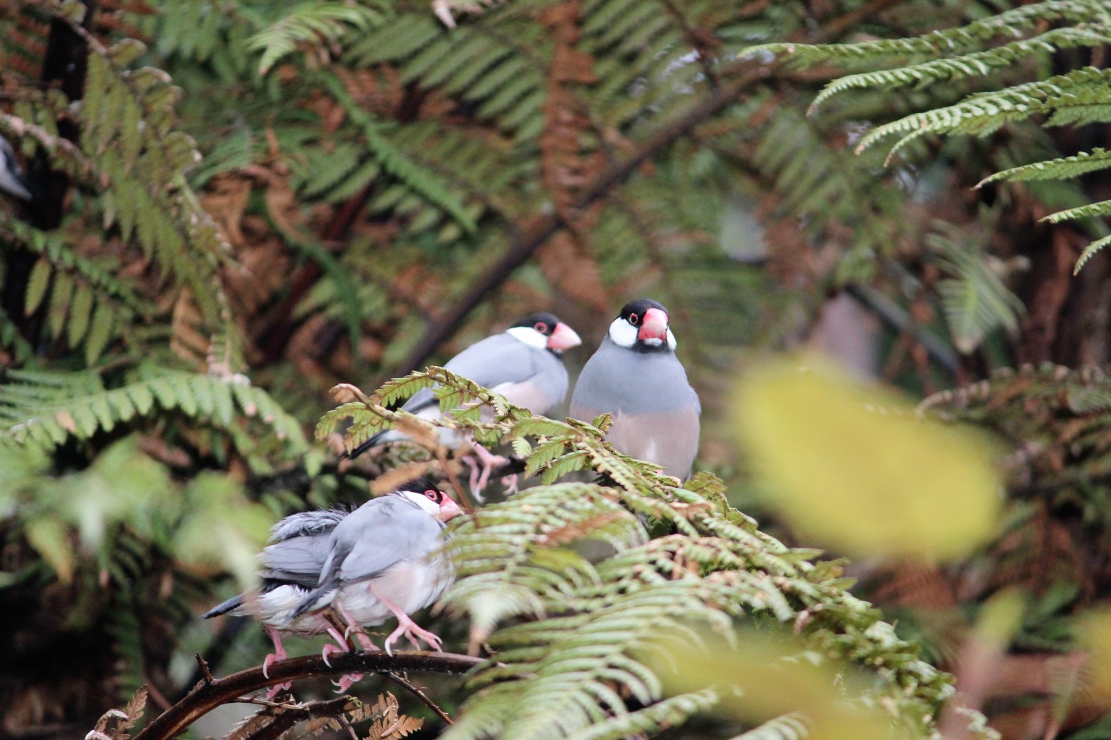Java Sparrows
