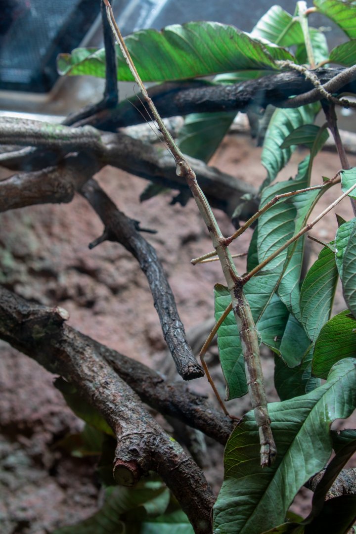 Java Stick Insect (Tirachoidea biceps)