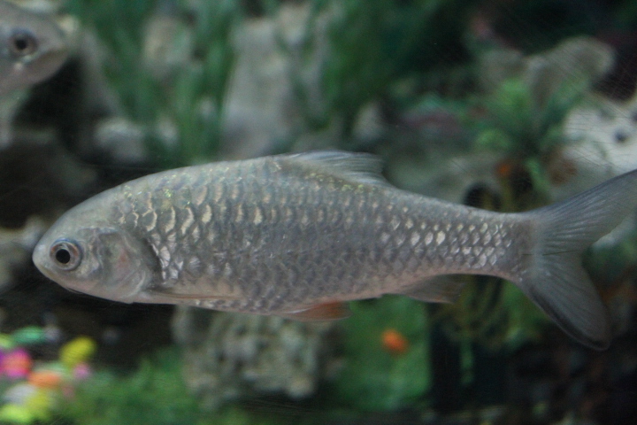 Javaen barb (Systomus rubripinnis) - Purbasari Pancuran Mas