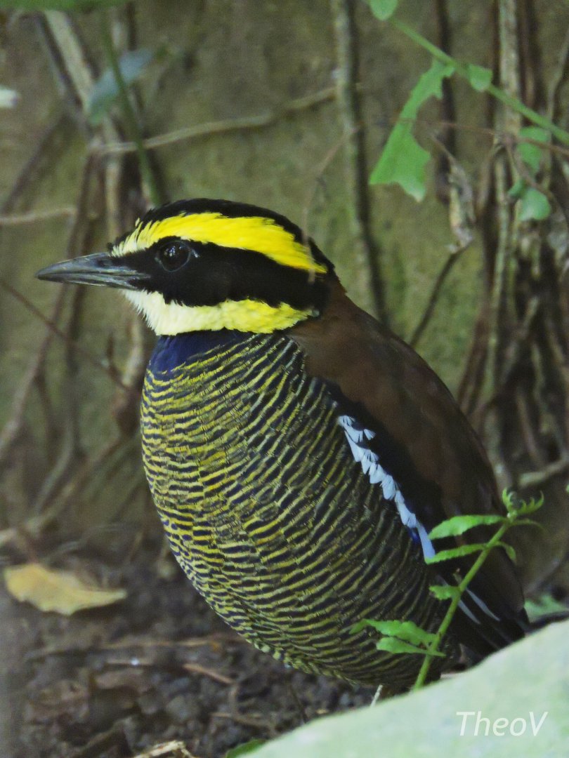 Javan banded pitta [2016]