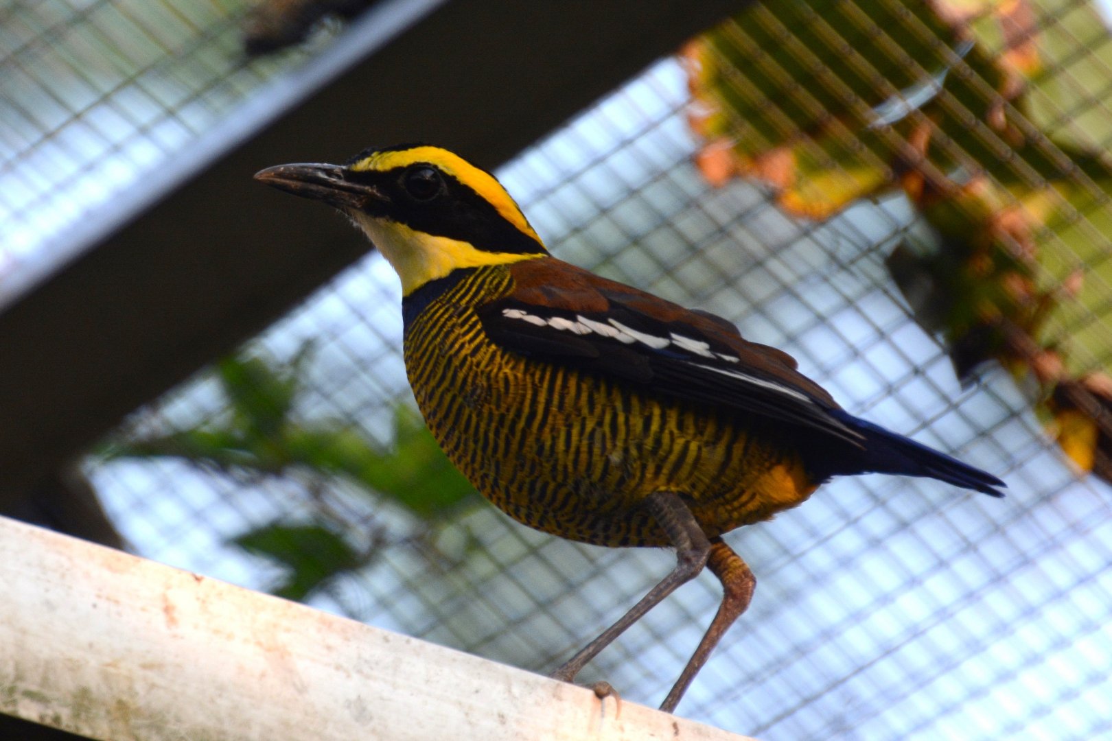 Javan banded pitta (Hydrornis guajanus)