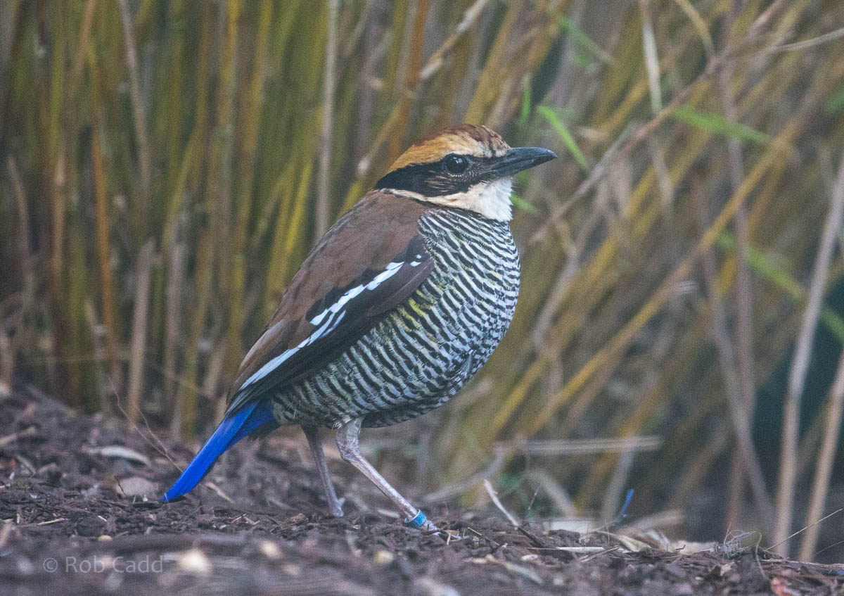 Javan banded pitta : Waddesdon : 03 Oct 2015