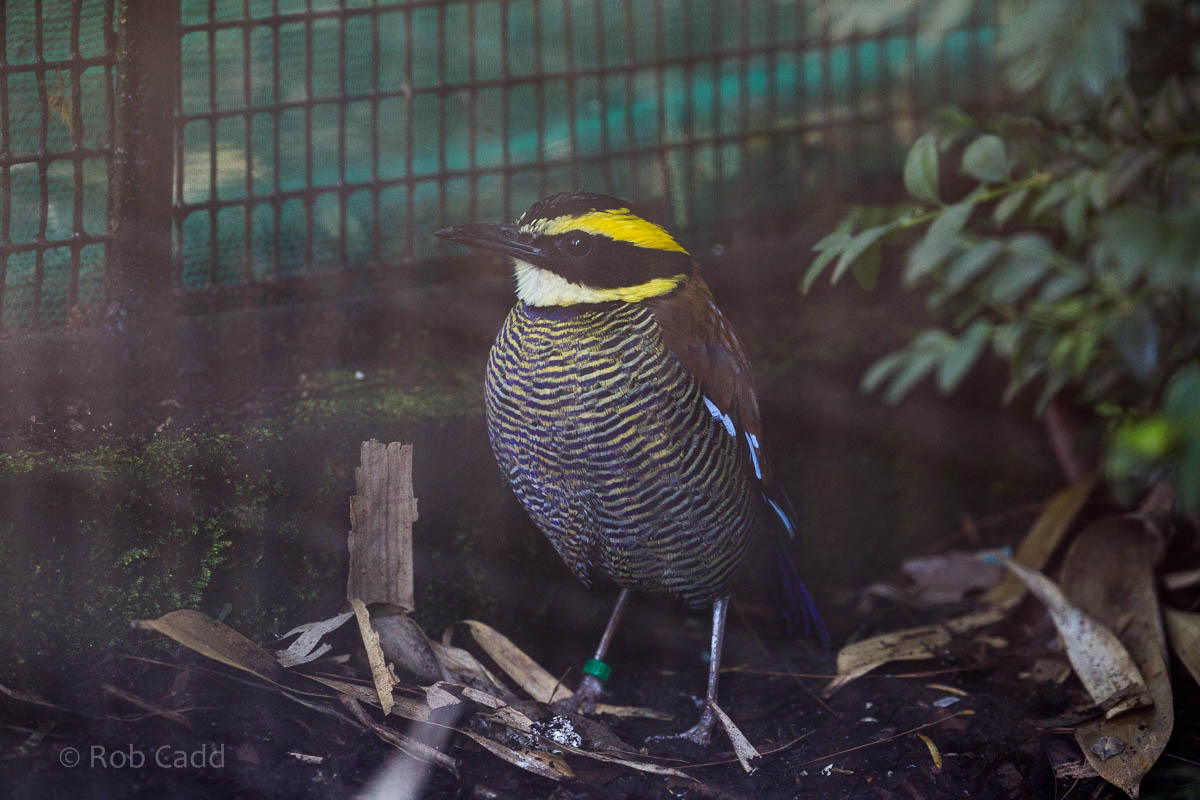 Javan banded pitta : Waddesdon : 03 Oct 2015