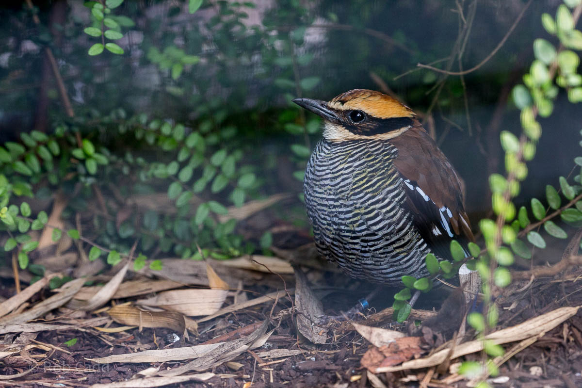 Javan banded pitta : Waddesdon : 11 Oct 2015