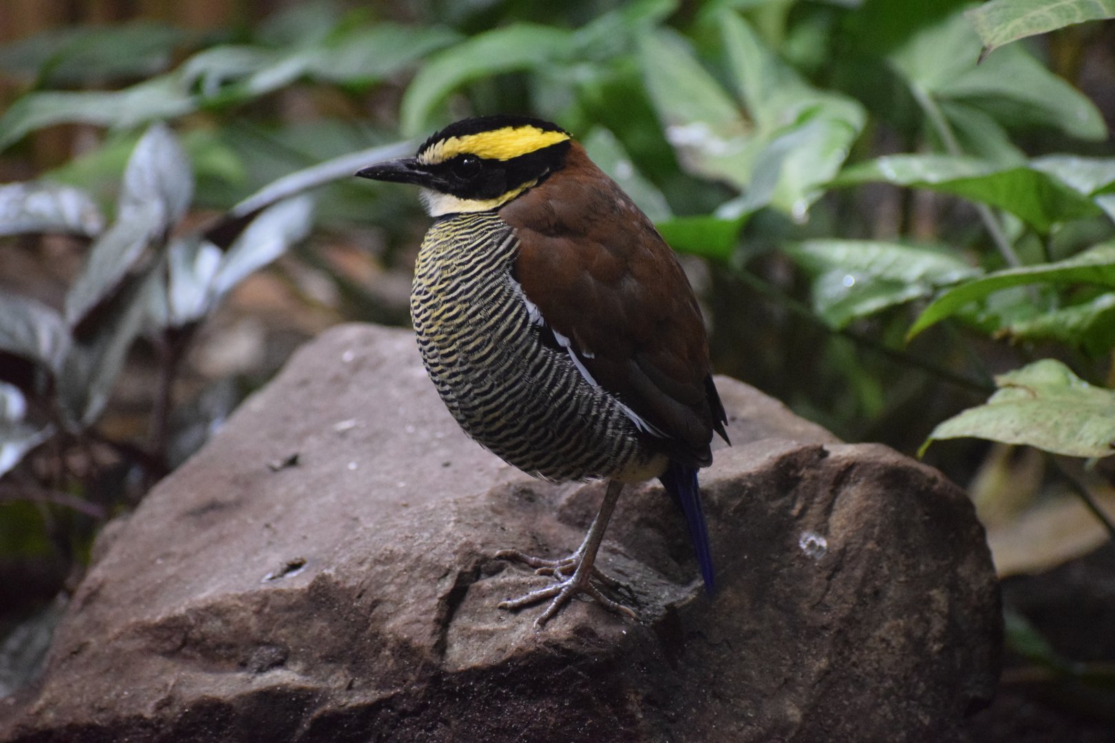 Javan banded pitta