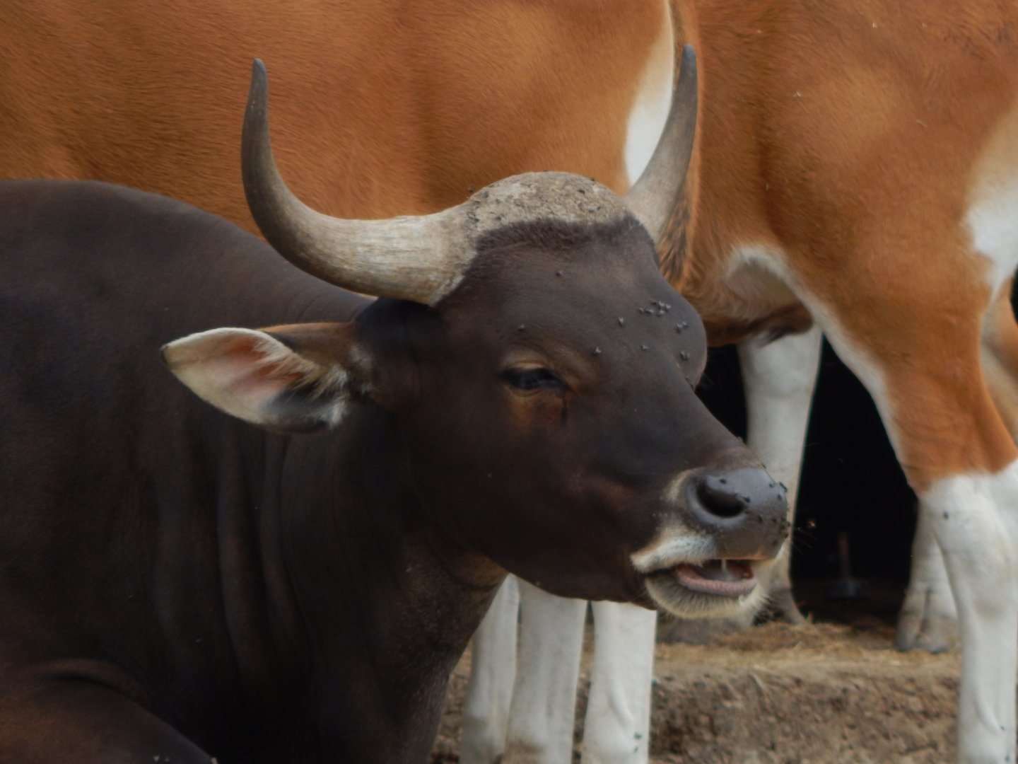 Javan banteng 040822