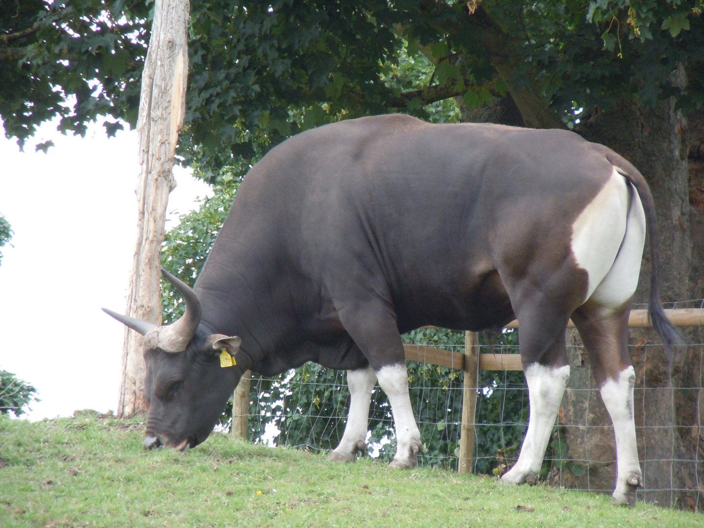 Javan Banteng 130720