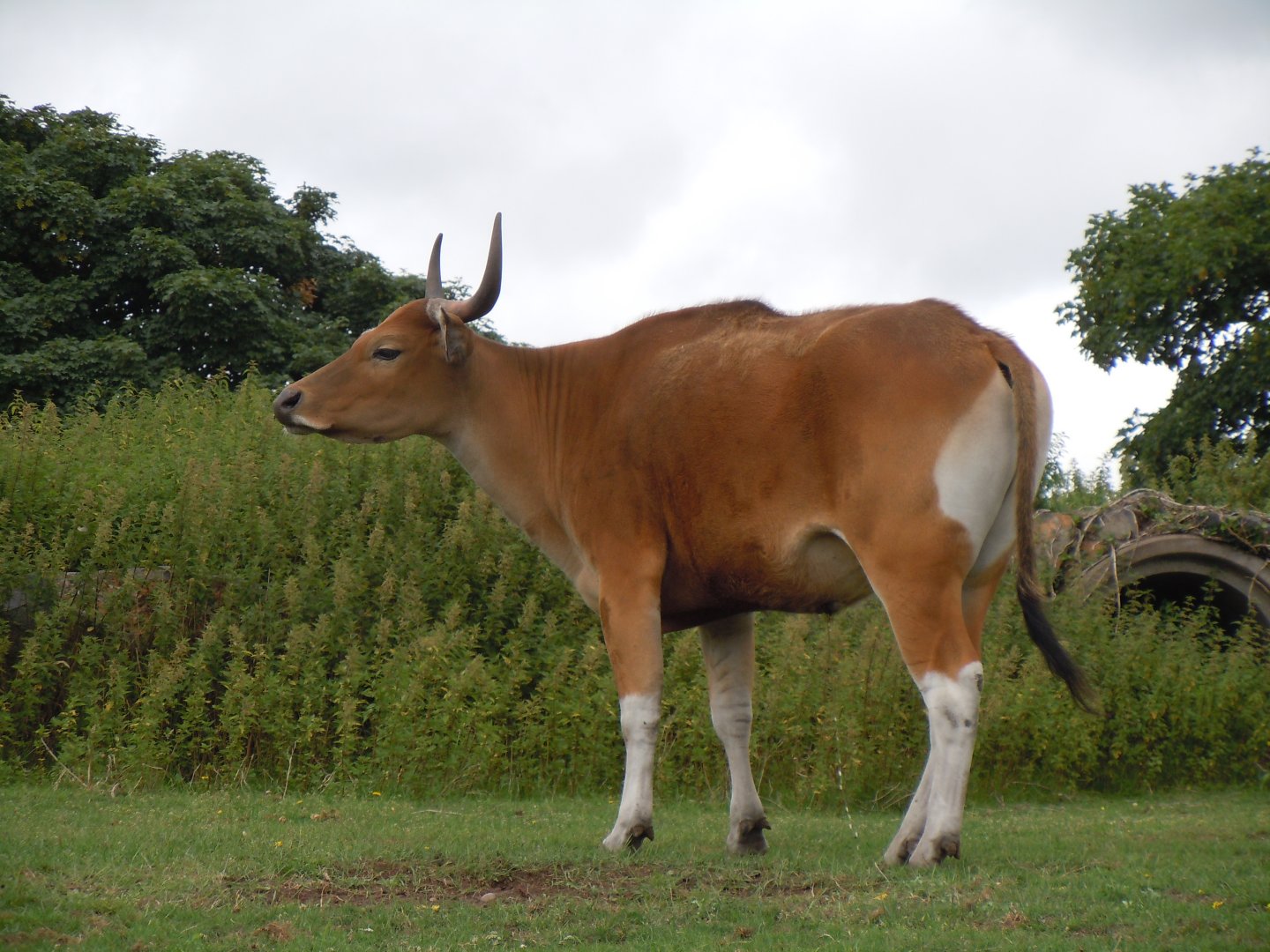 Javan Banteng 130720