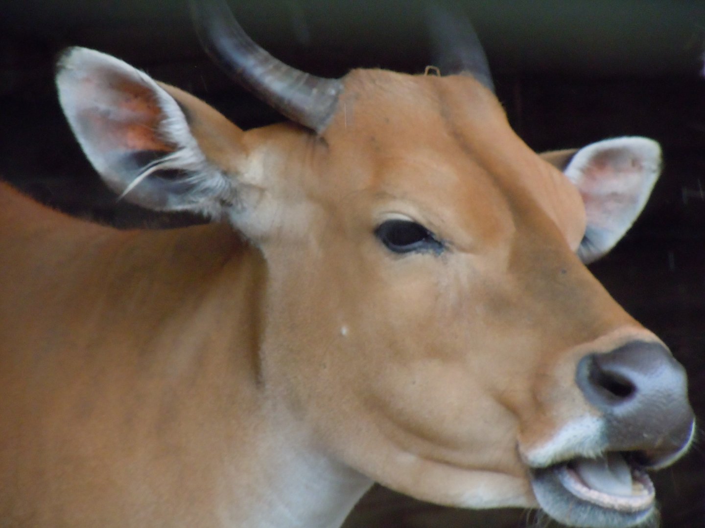 Javan Banteng 130720