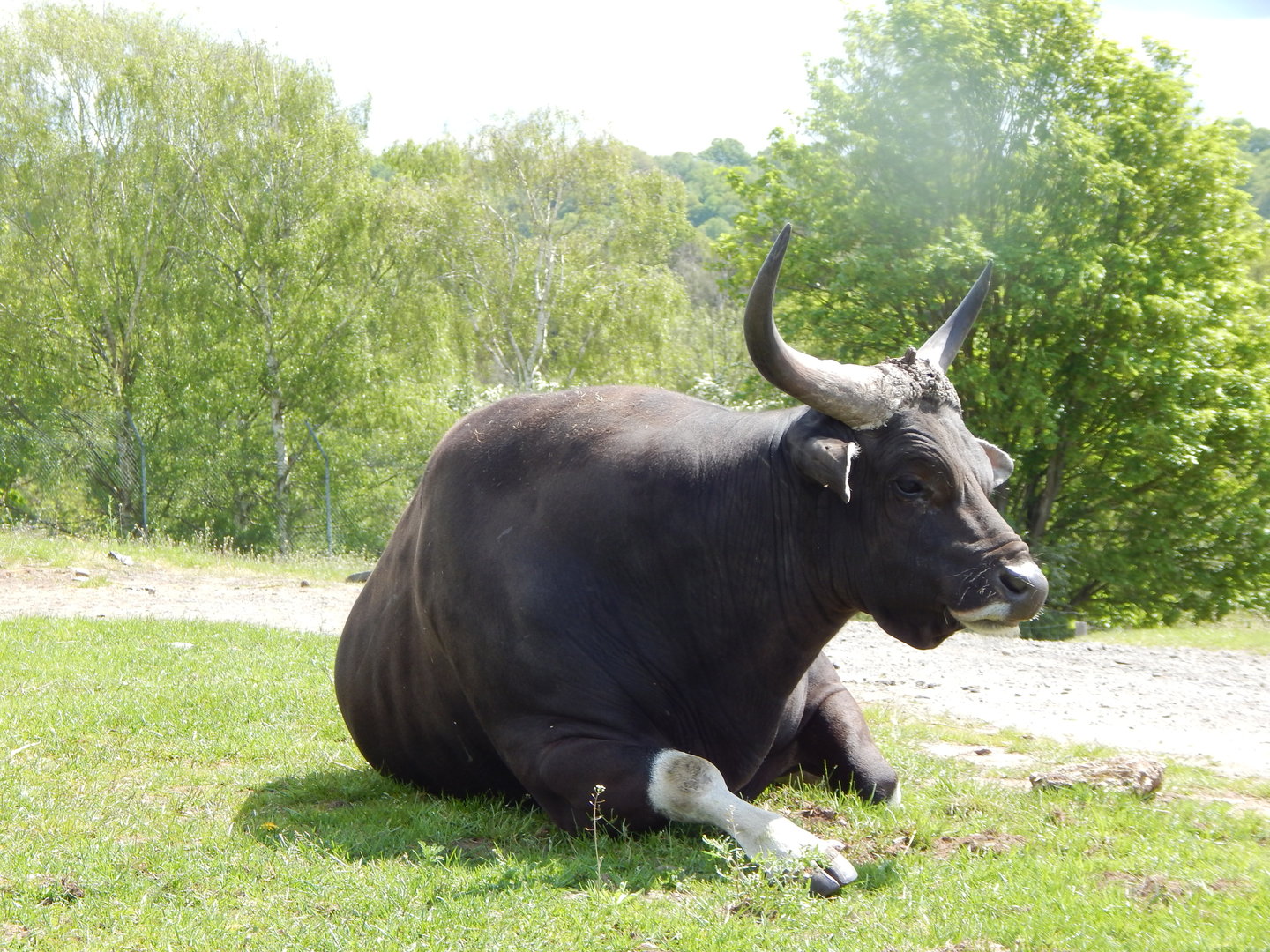 Javan banteng 150523