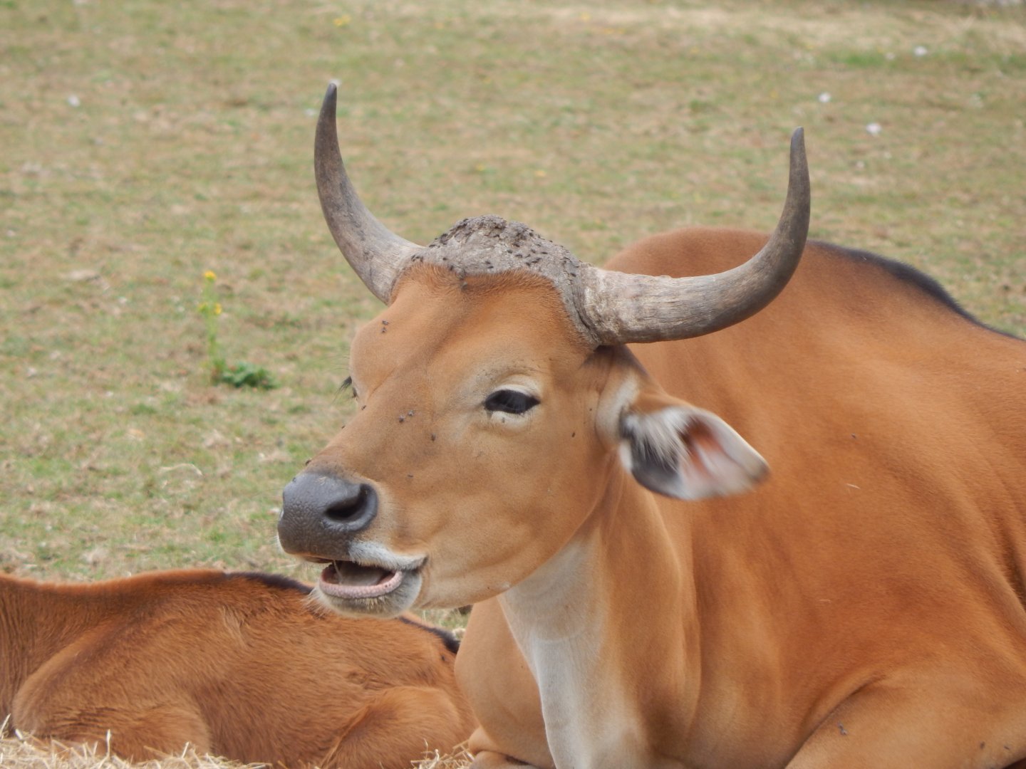 Javan banteng 150725