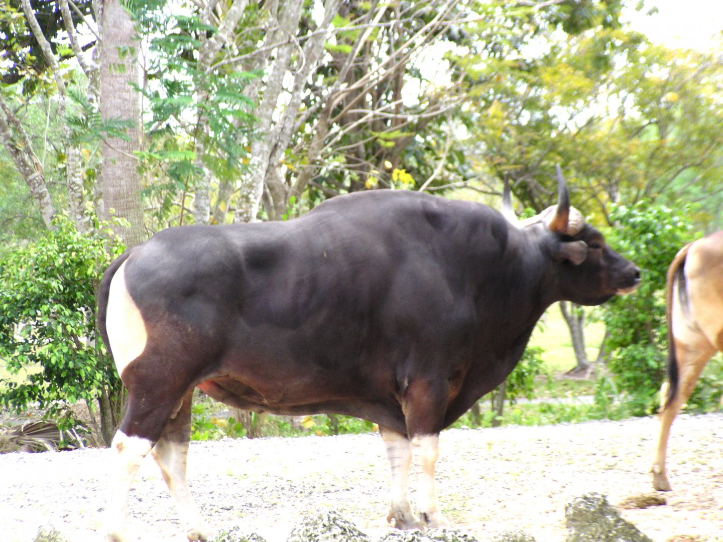 Javan Banteng 2008