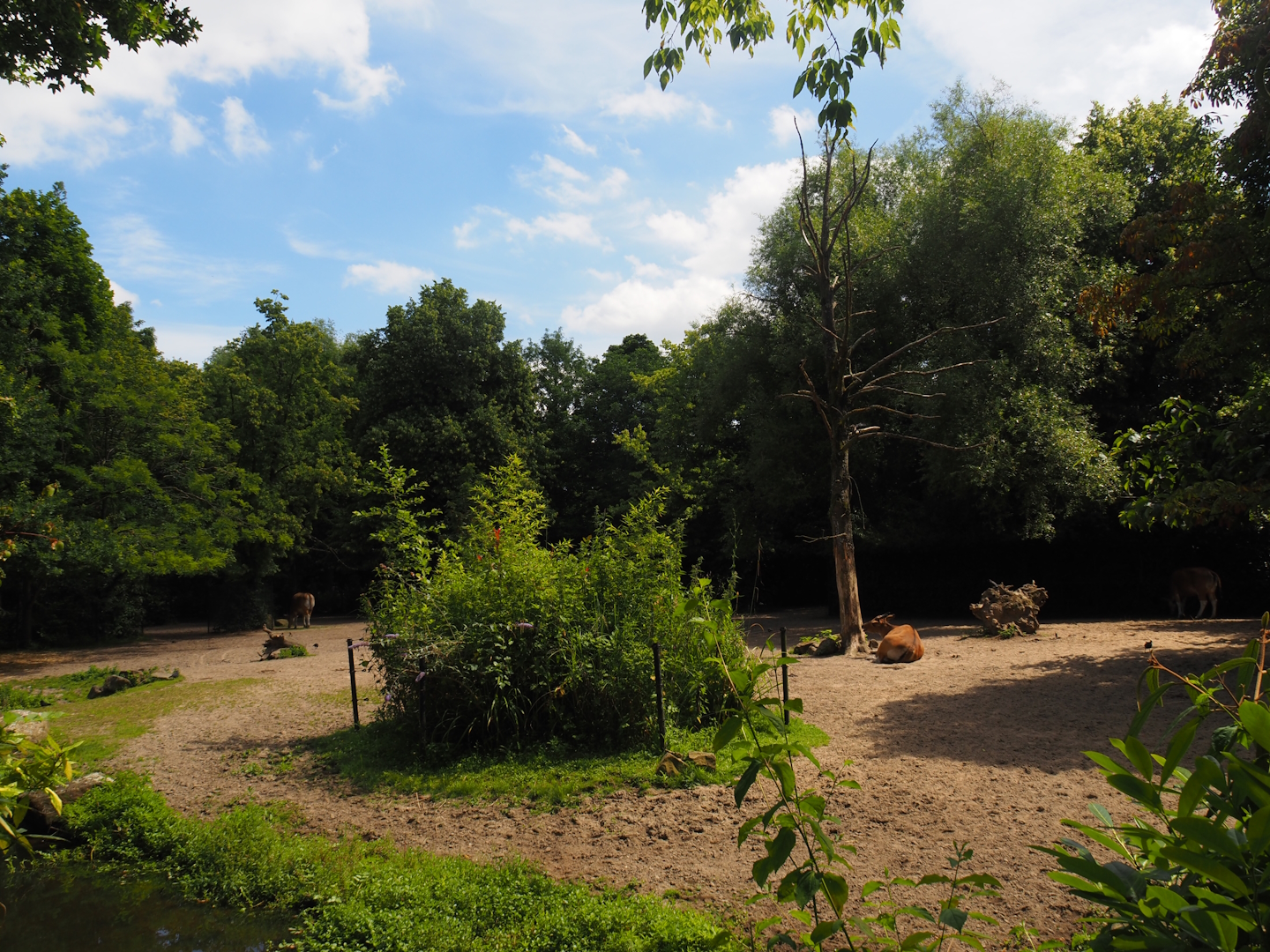 Javan banteng and Blackbuck paddock, 2024-06-30