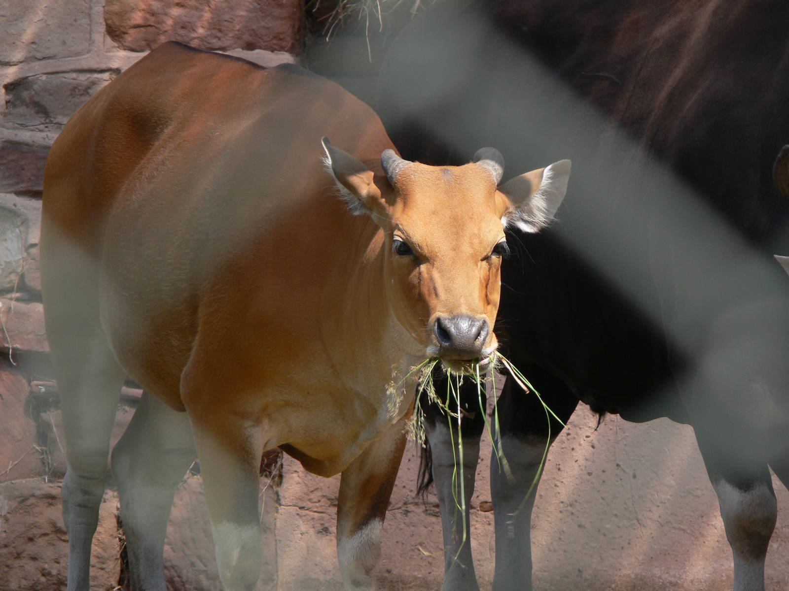 Javan Banteng at Chester Zoo, 06/07/13