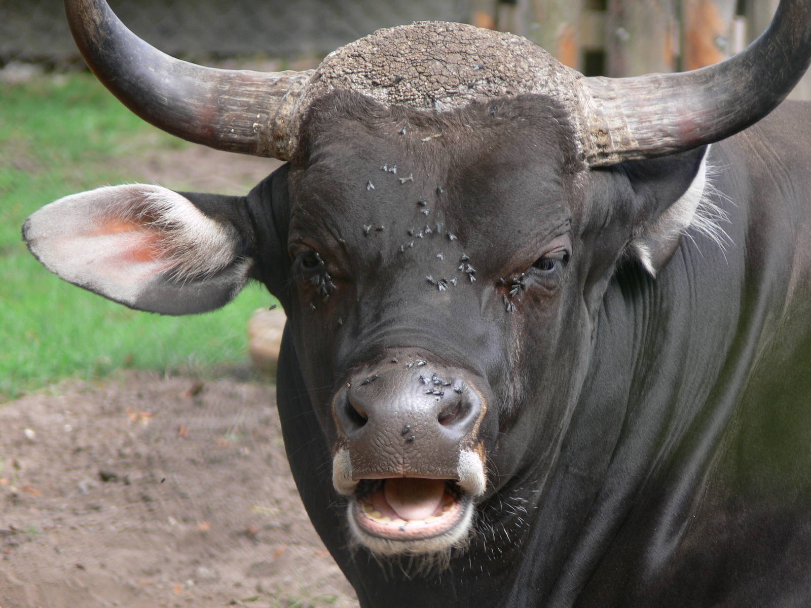 Javan Banteng at Chester Zoo, 28/08/13