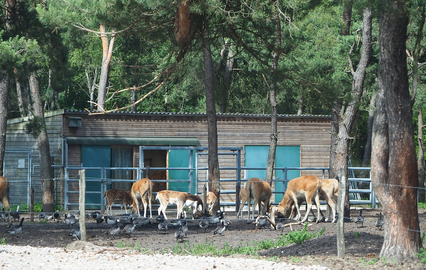 Javan Banteng barn, 2022-06-12