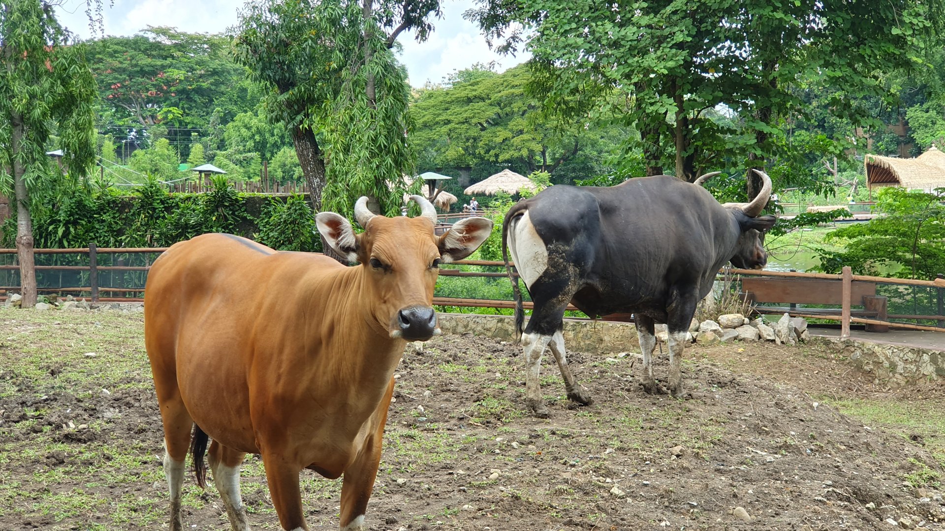 Javan Banteng (Bod javanicus) - Solo Safari