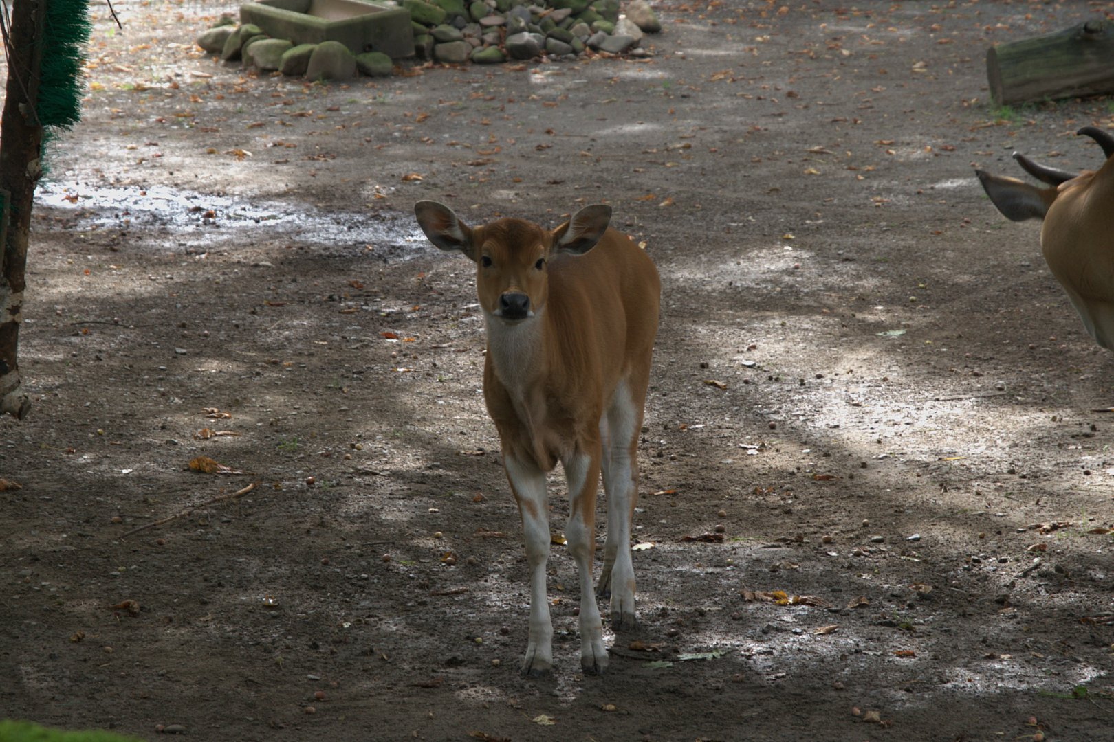 Javan Banteng (Bos javanicus javanicus), 14-09-25