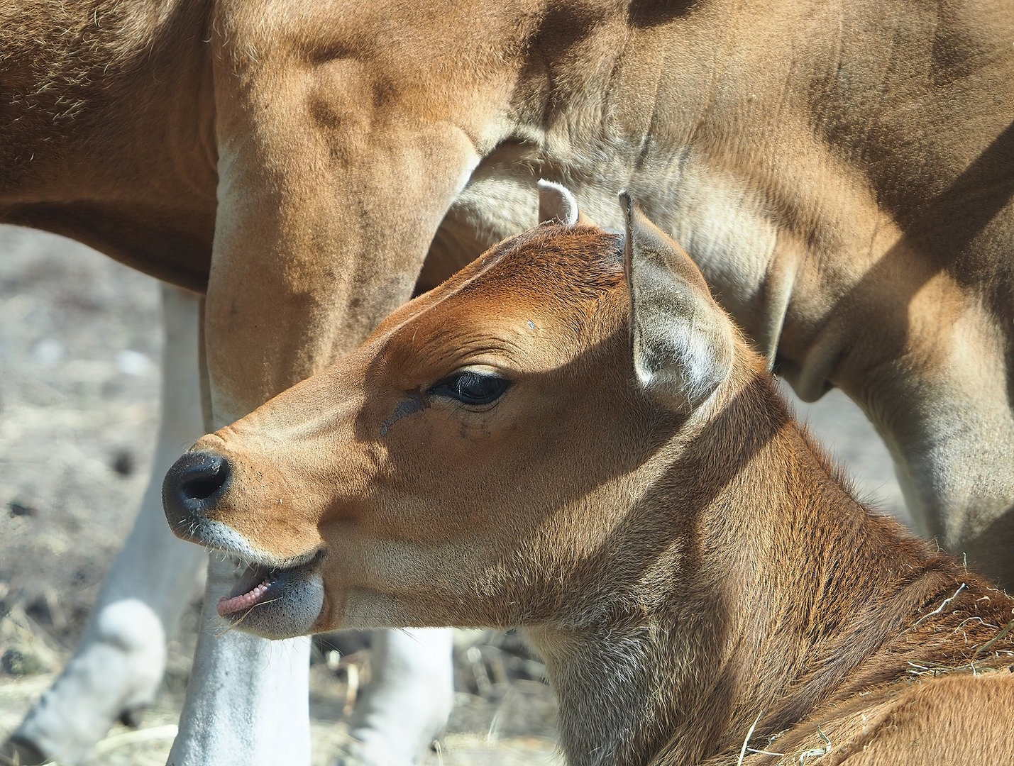 Javan banteng (Bos javanicus javanicus), 2022-06-12