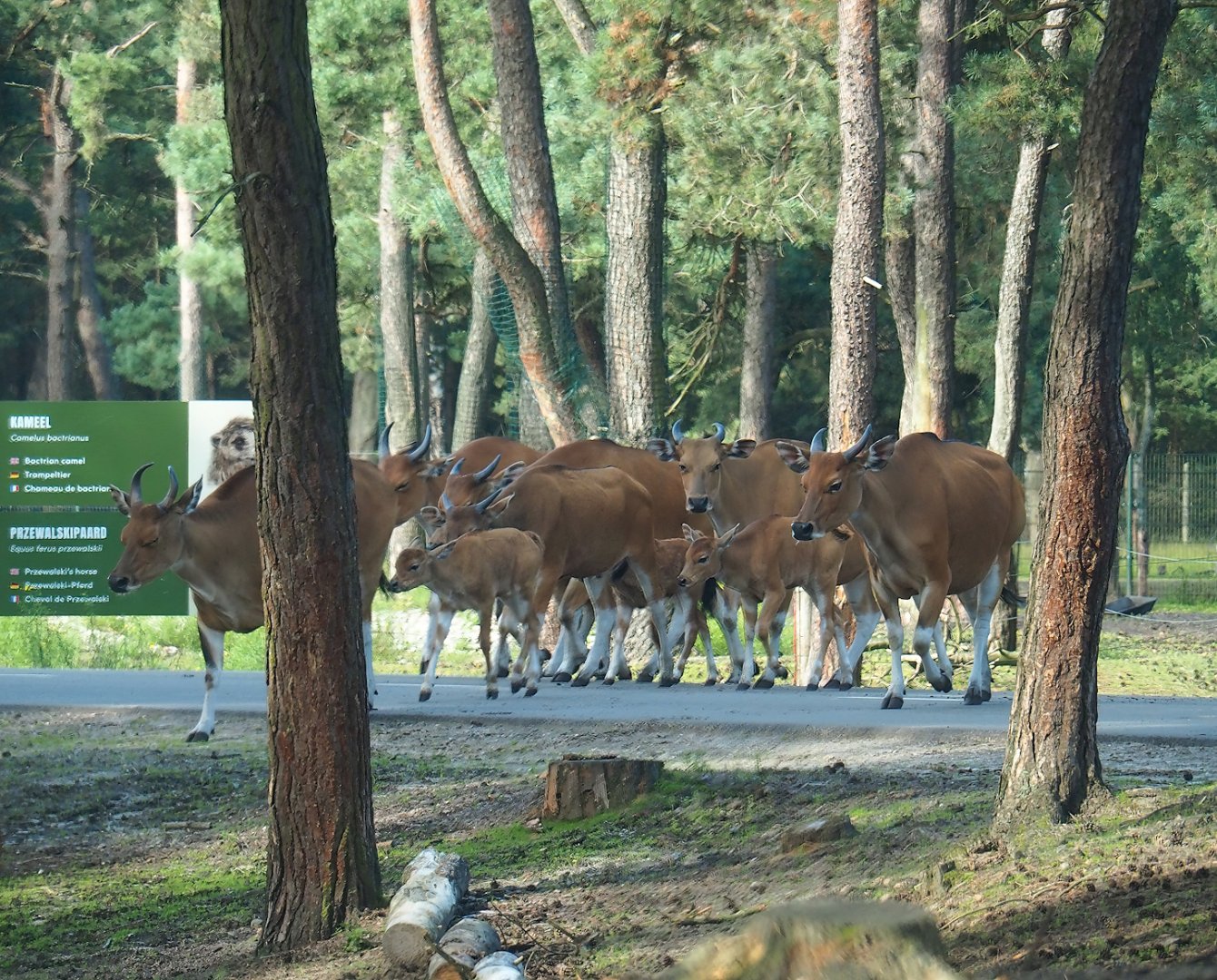 Javan banteng (Bos javanicus javanicus), 2023-08-15
