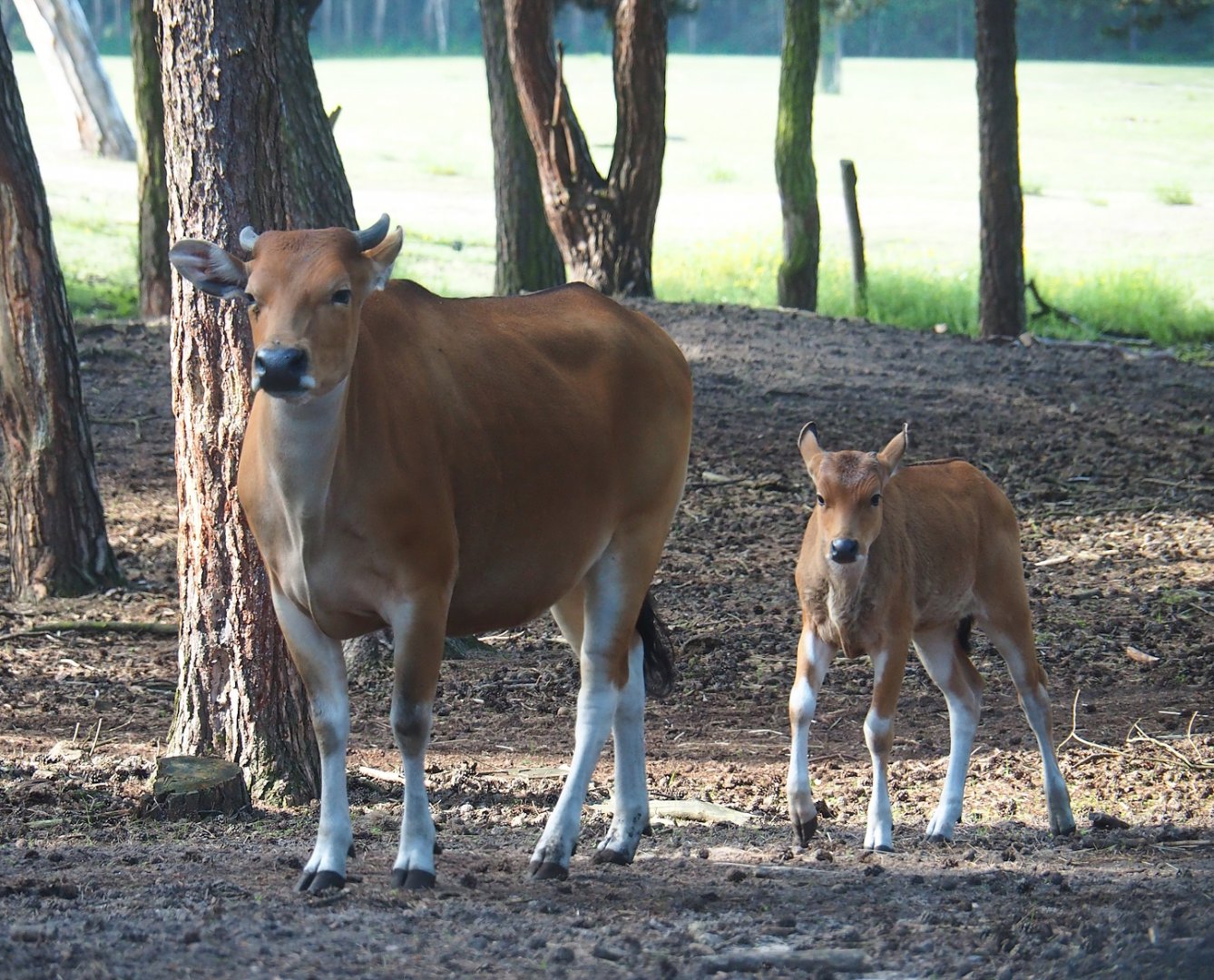 Javan banteng (Bos javanicus javanicus), 2023-08-15