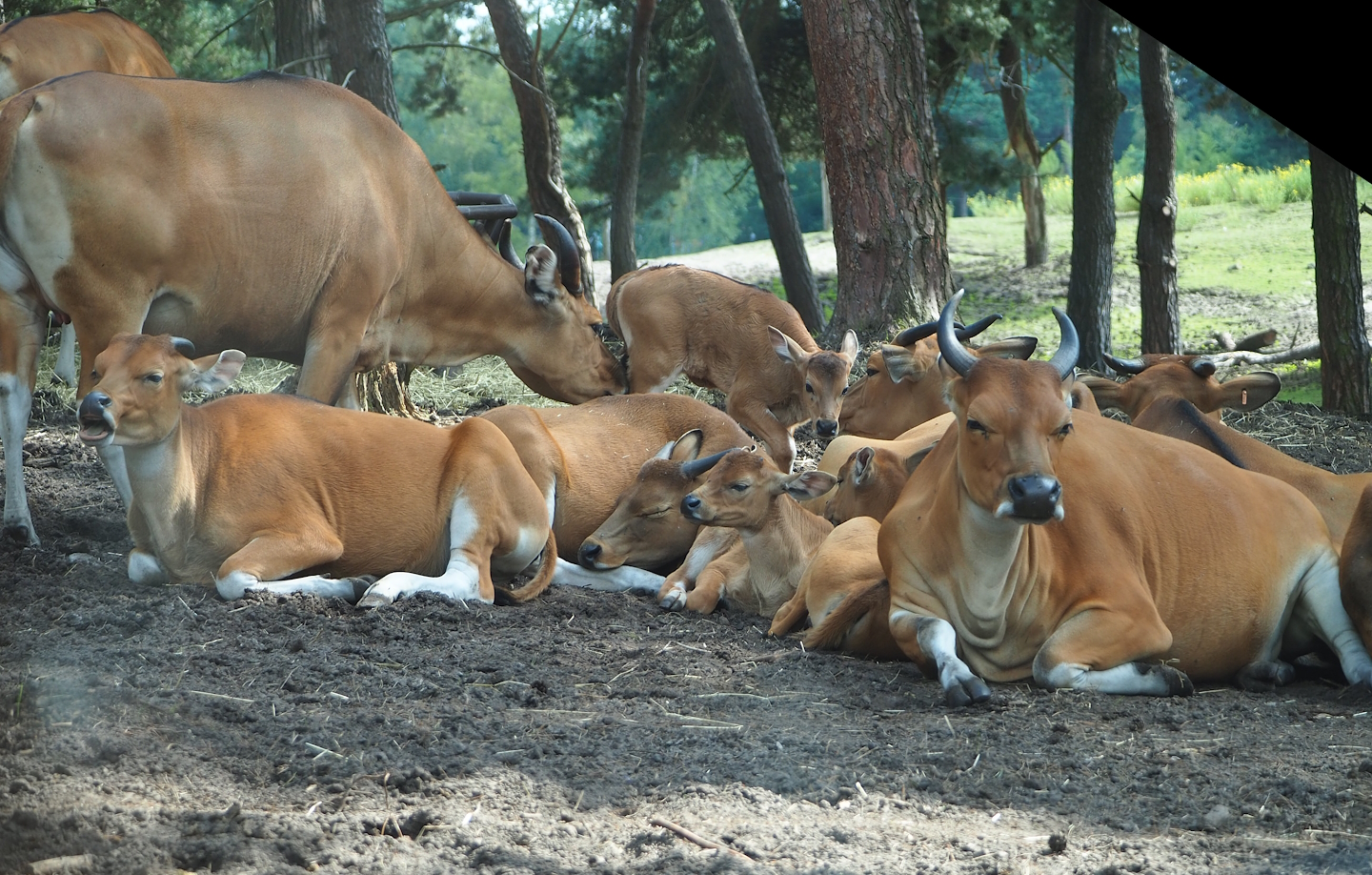 Javan banteng (Bos javanicus javanicus), 2023-08-15