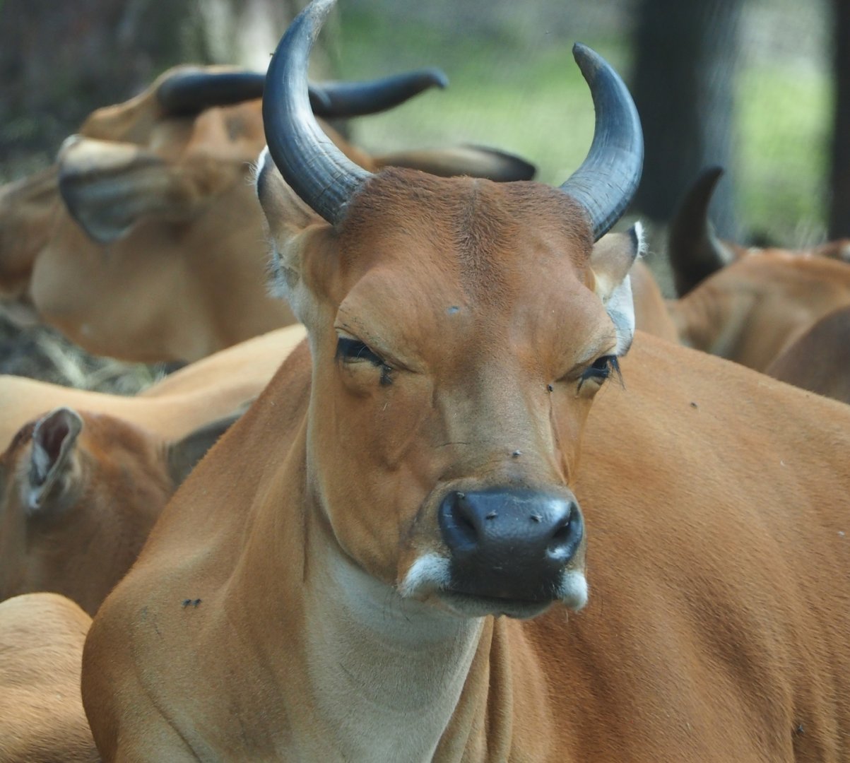 Javan banteng (Bos javanicus javanicus), 2023-08-15
