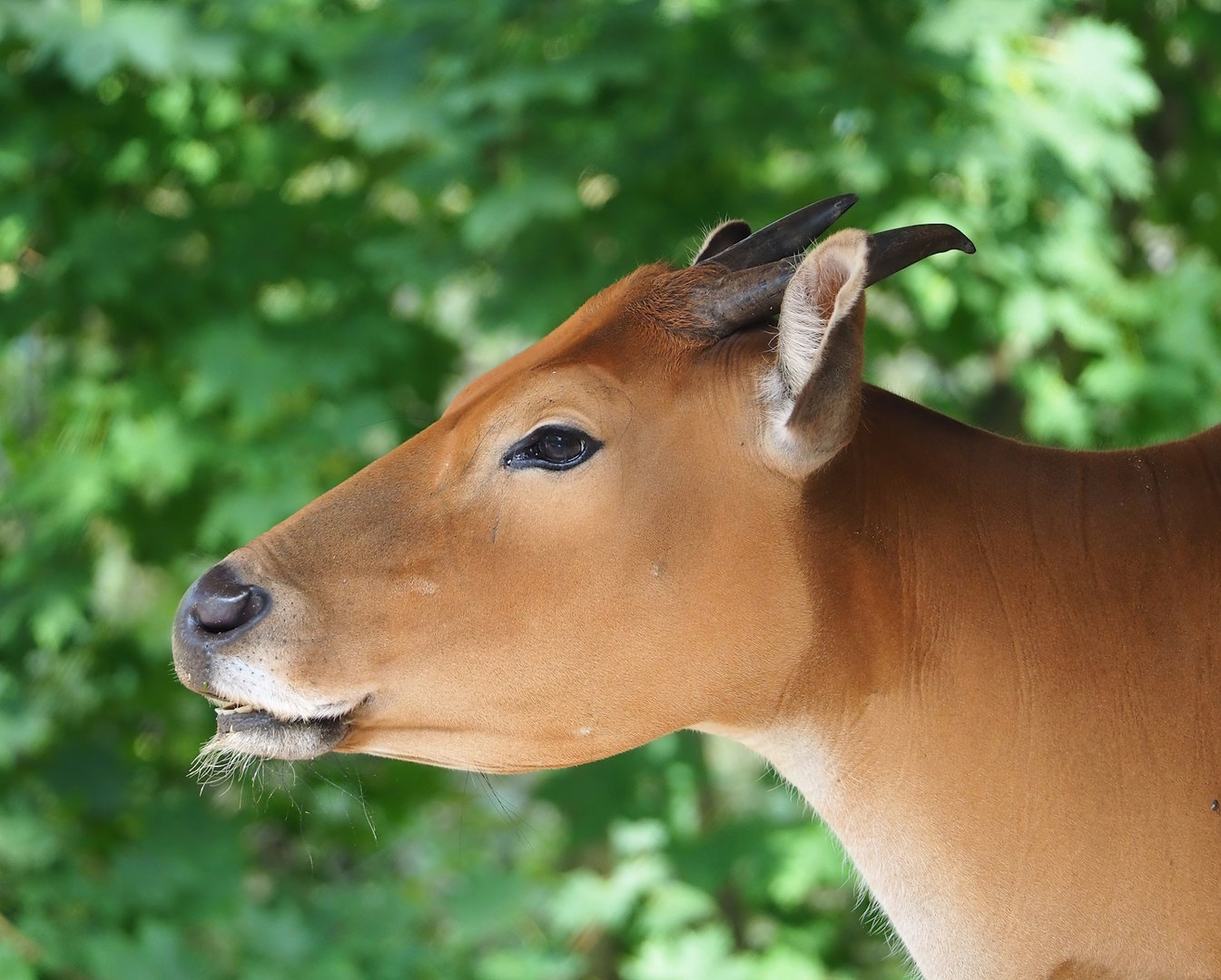 Javan banteng (Bos javanicus javanicus), 2023-10-07