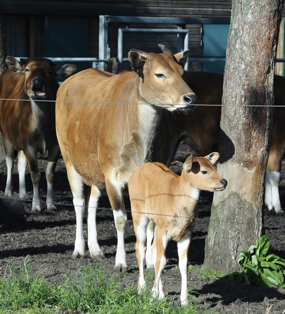 Javan banteng (Bos javanicus javanicus), 2024-04-06