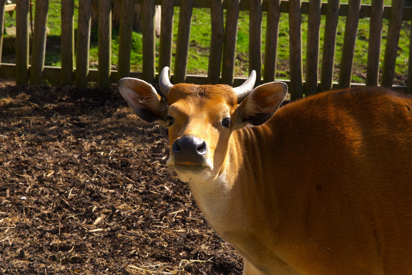 Javan Banteng (Bos javanicus javanicus), 2025-04-09