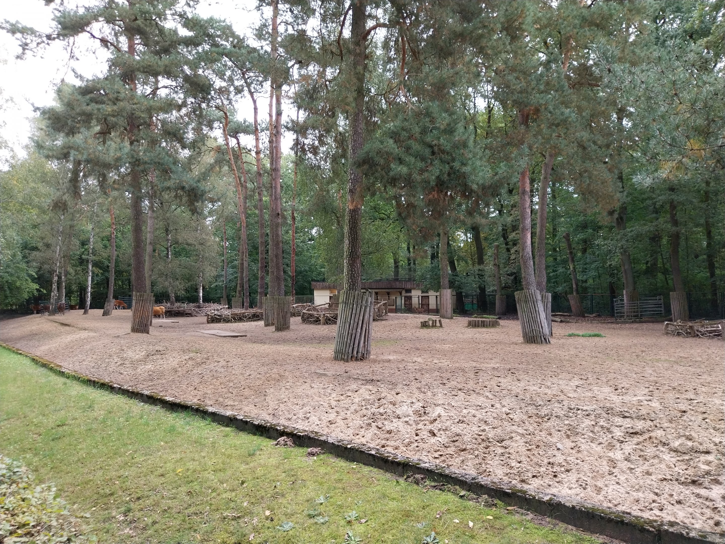 Javan Banteng (Bos javanicus javanicus) and Axis Deer (Axis axis) enclosure