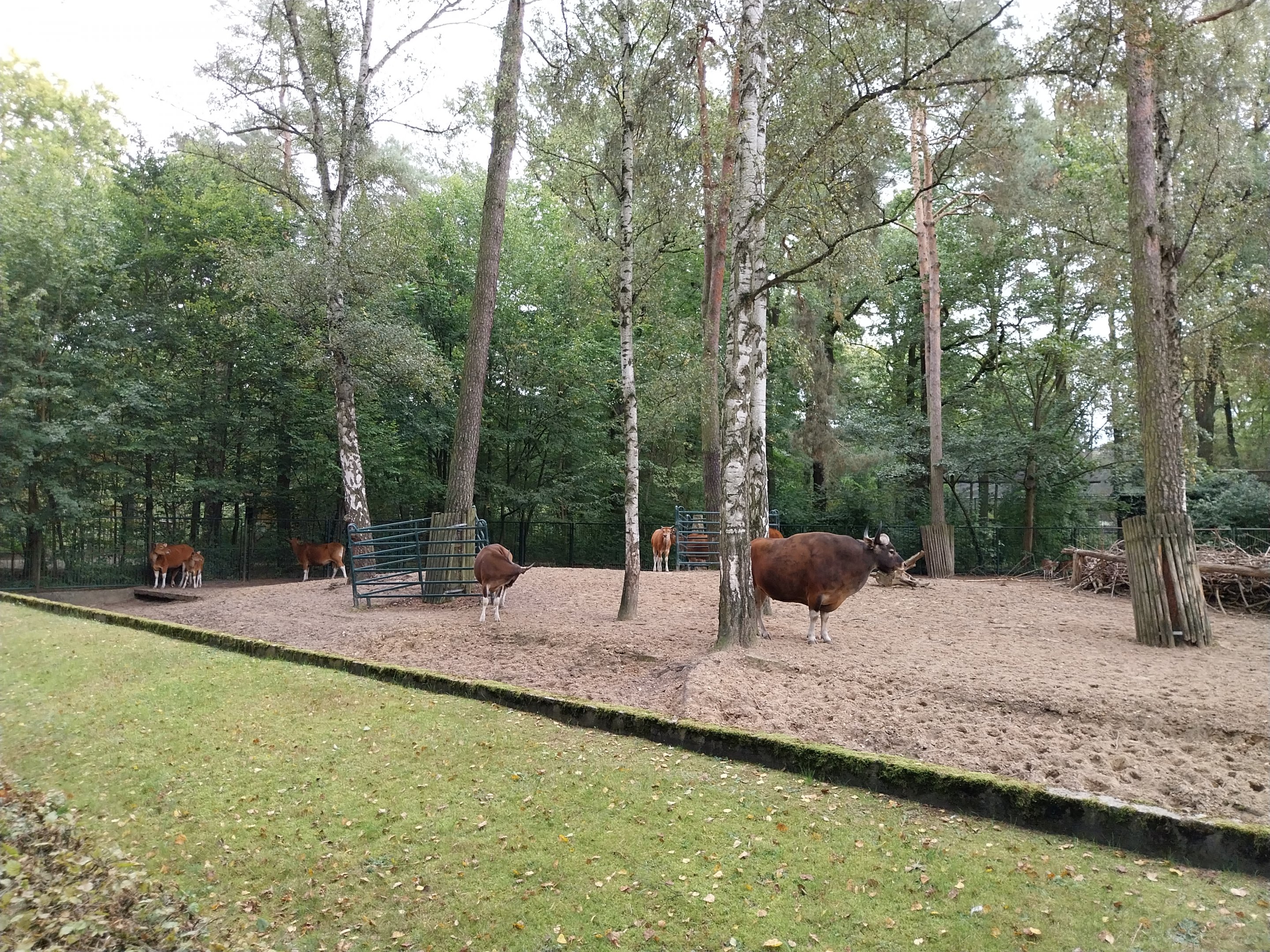 Javan Banteng (Bos javanicus javanicus) and Axis Deer (Axis axis) enclosure